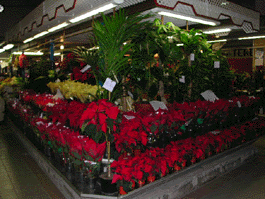 Floristeria PILIFLOR